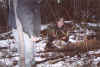 Brent_14 pointer_223lbs_2003.jpg (25608 octets)