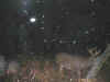 Gratta13.jpg (30935 octets)