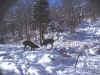 SLeboeuf_bataille04.JPG (37264 octets)