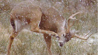 deer16.jpg (34184 octets)
