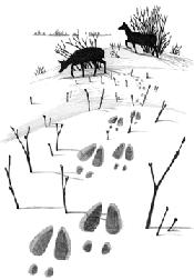 piste.gif (9235 octets)