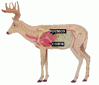 Chasse à l'arc, un gros buck à quelques mètres! par LA DIRECTION - Vidéos  sur la chasse - Magazine Sentier Chasse-Pêche