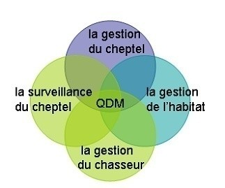 Comment amliorer votre cheptel de chevreuils avec des champs nourriciers