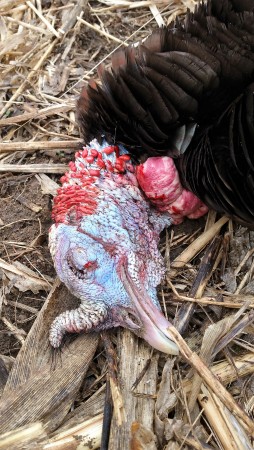 Notre chasse aux dindons 2016