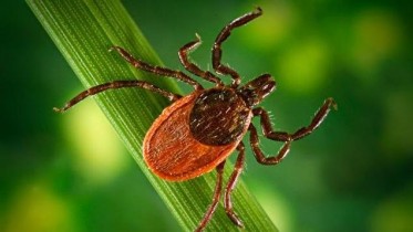 La maladie de Lyme pourrait vous faire dtester la chasse et la pche !
