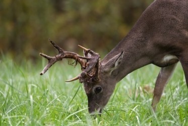 Le nourrissage du chevreuil