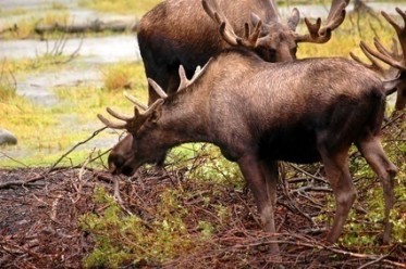 La confection d'une saline