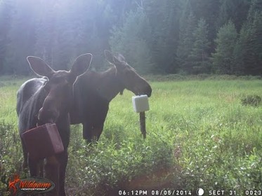 Chasse à l'orignal Vrai son de femelle non réceptive