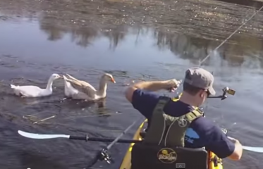Attaqu par une oie  la pche en kayak