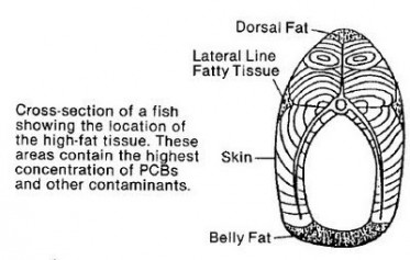 Des filets de poissons de qualit