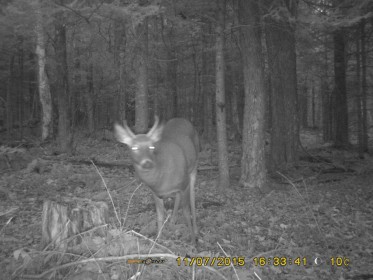 Les transitions entre les essences sont  prvilgier