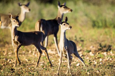 La gestion de votre territoire de chasse