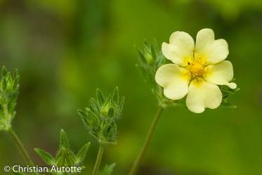 CHERCHEZ ET VOUS TROUVEREZ par Christian autotte