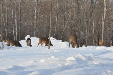 Nourrissage hivernal