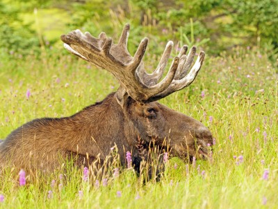 Mijot d'orignal aux chanterelles, camerises et th du labrador faon Clocher