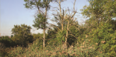 LAGRILE DU FRNE Transformer une problmatique en opportunit