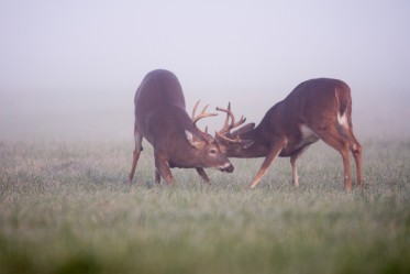 Prparez-vous pour le match ultime