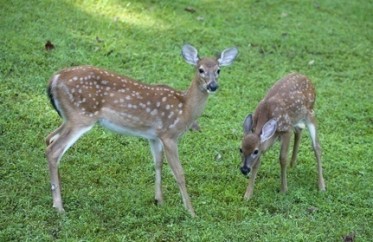 La culture des champs nourriciers