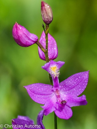 MISE  JOUR  ET STACKING FAON OLYMPUS de CHRISTIAN AUTOTTE