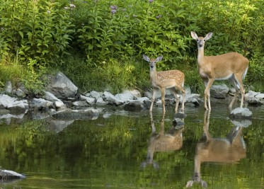 Vous voulez fabriquer une saline  bon prix ?
