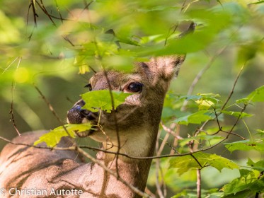PRT  TOUT de Christian Autotte