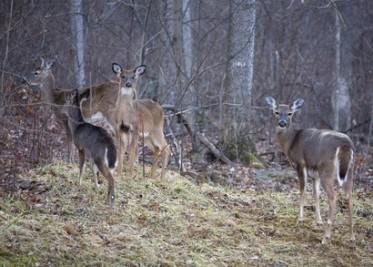 La gestion de votre territoire pour une meilleure recolte de bucks adultes