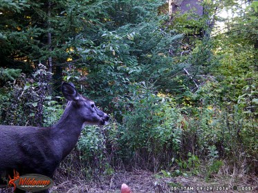 Mes chasses 2016 ... finalement ce ft une belle exprience !