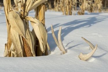 Chasse aux panaches.