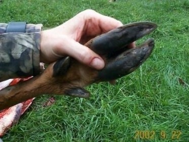 La lecture des pistes du Cerf de Virginie