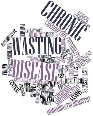 La maladie dbilitante chronique des cervids (MDC), (Chronic Wasting Disease)