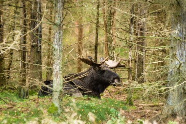 Orignal 101: Les meilleurs du web pour votre chasse à l'orignal !