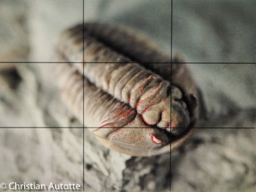 LA NETTET par Christian Autotte