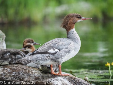 AU RAS DE L'EAU par Christian Autotte