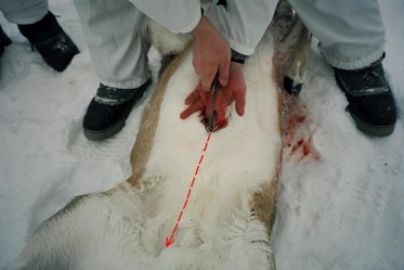 L'viscration du chevreuil !