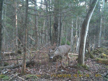 Un jeune mle intress