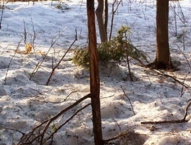 La prospection printanire en milieu agricole. Mais quand ?????