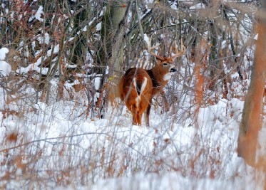 Notre fascination avec les bois de chevreuil.