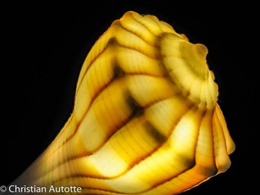 LES PHOTOGRAPHES ET COVID-19 par Christian Autotte