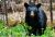 UN OURS BOUCHONNÉ par William Villeneuve