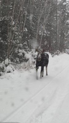 La belle charlotte des neige