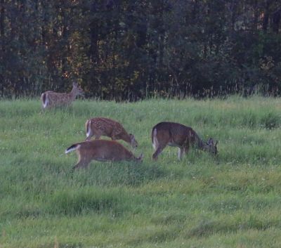 cerfs  de virginie broutant au mois d'aout