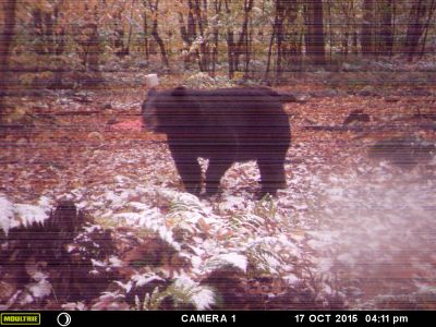 Trail cam 2015