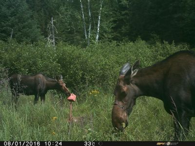 griffe ou collet !!!!!