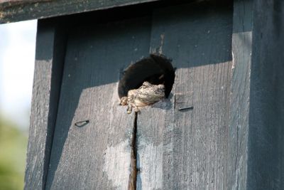 Comment pour les oiseaux?