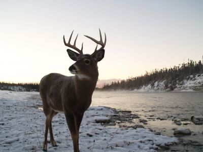 buck sur le bord de la riviere jupiter