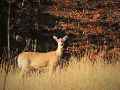 La Belle de Papineau-Labelle