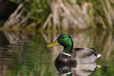 Mallard