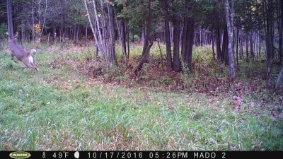 Chevreuil volant non idntifi