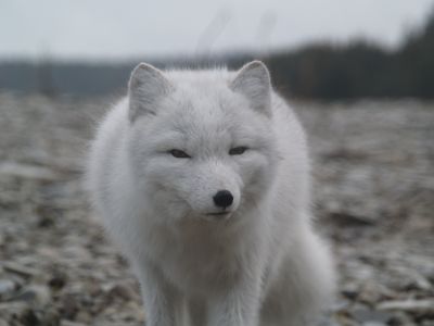 renard arctique  sur l'ile d'Anticosti