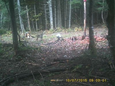 Visite d'un Lynx du Canada sur ma "bait"